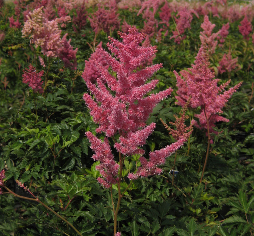 Rheinland Astilbe | Natorp's Online Plant Store